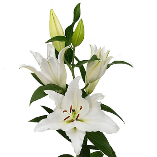 Picture of Lillium Oriental Premium Blond
