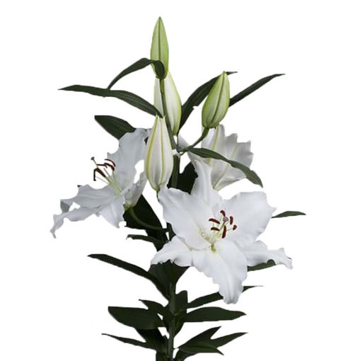 Picture of Lillium Oriental Avventura