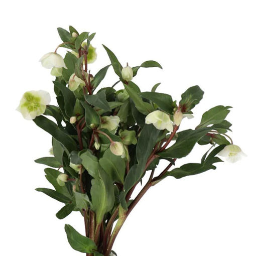 Picture of Helleborus Winter Bells
