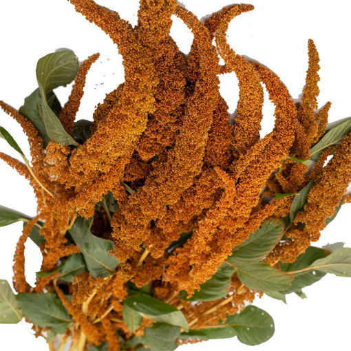 Picture of Amaranthus Hot Biscuit