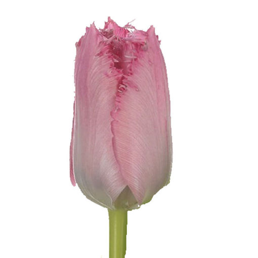 Picture of Tulip Santander Rose