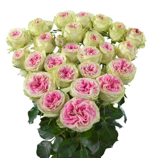 Picture of Rose Garden Spray Gelato