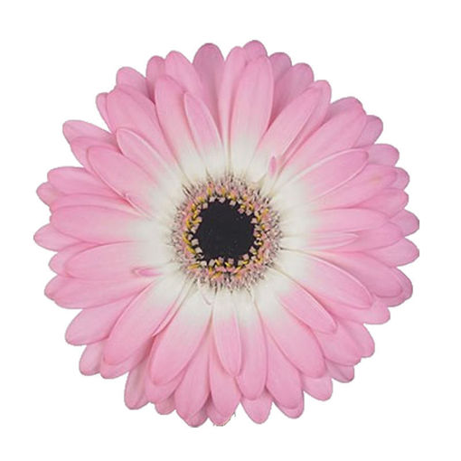 Picture of Germini Cupcake