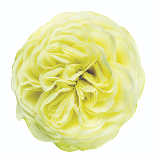 Picture of Rose Garden Pure Blond