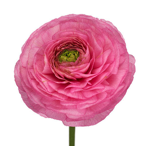 Picture of Ranunculus Clooney Pink