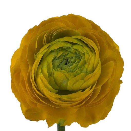 Picture of Ranunculus Aazur Yellow