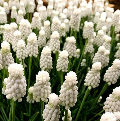 Picture of Muscari Casablanca