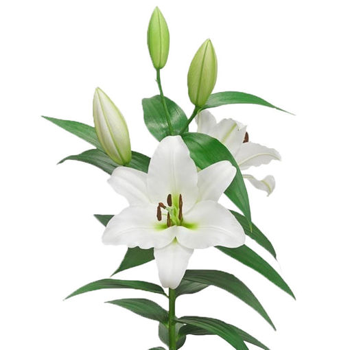 Picture of Lillium Oriental Tisento