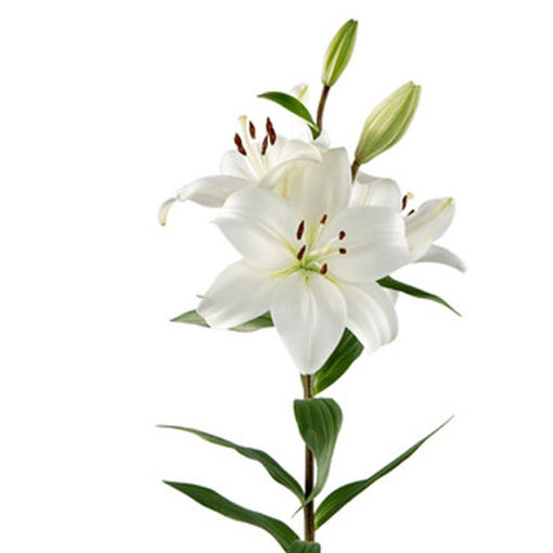 Picture of Lillium LA Litouwen