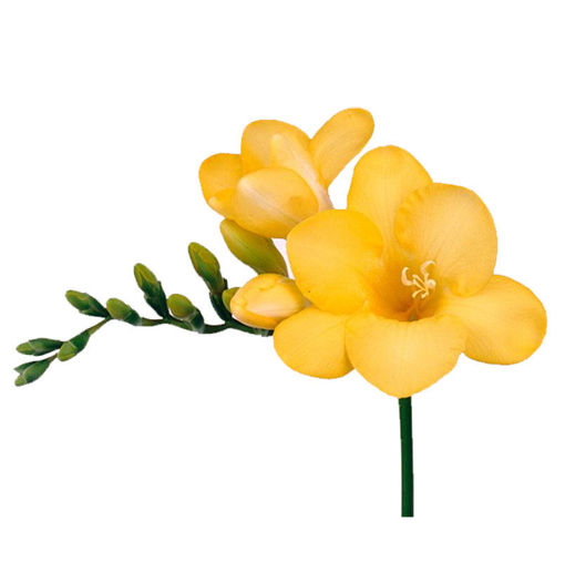 Picture of Freesia Monza