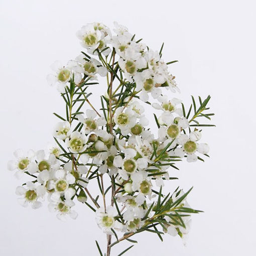 Picture of Wax Flower Ofir