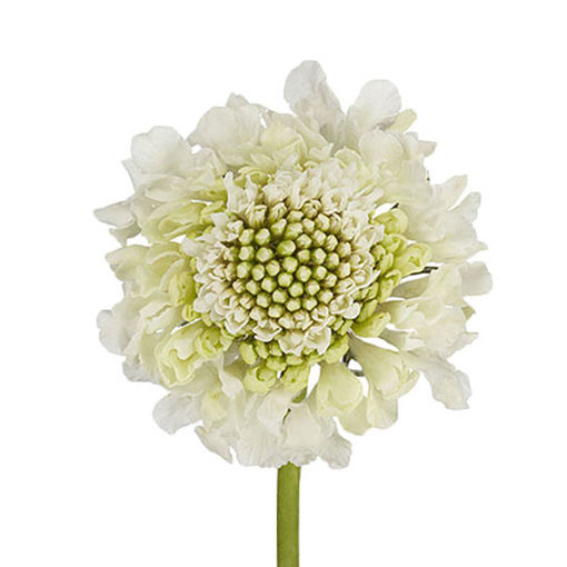 Picture of Scabiosa Milky Scoop