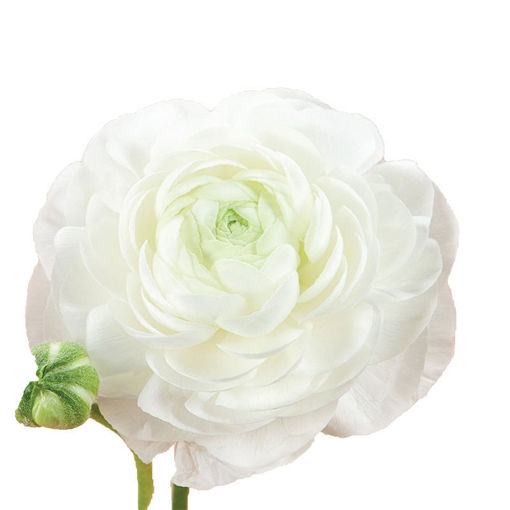 Picture of Ranunculus Aazur Iceberg White