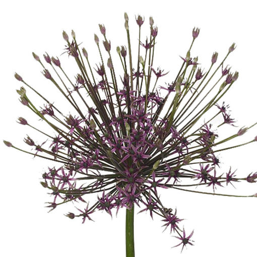 Picture of Allium Schubertii Spider