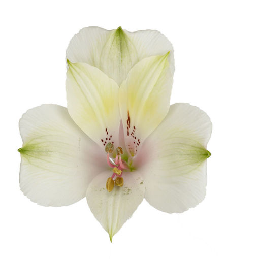 Picture of Alstroemeria Pearl Belle