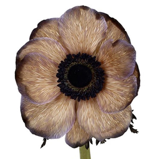 Picture of Anemone Brownies