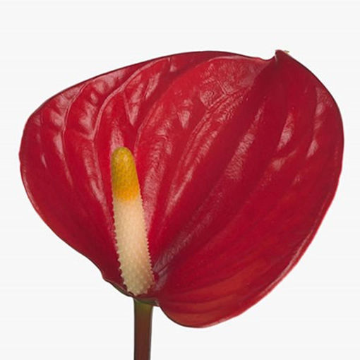 Picture of Anthurium Burning Love