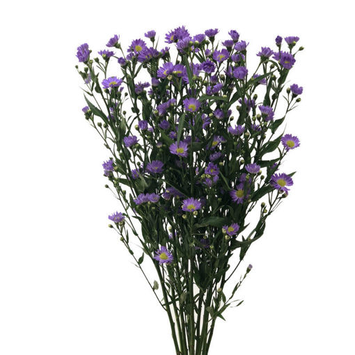 Picture of Aster Blue Monarch
