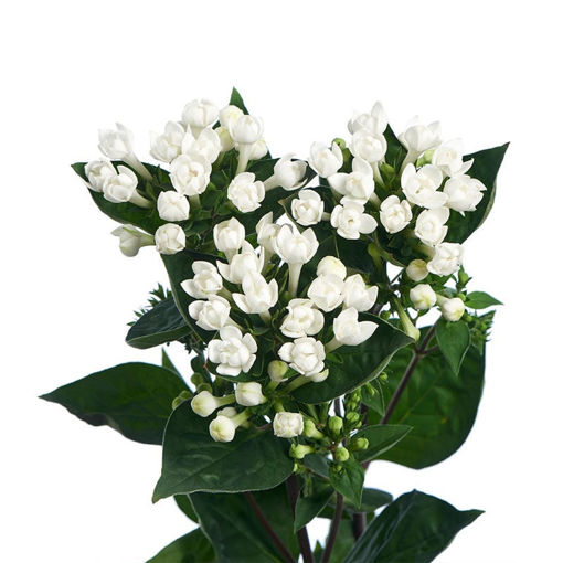 Picture of Bouvardia Diamond Sparkle