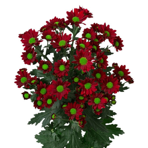 Picture of Chrysant. Santini Madiba Dungu Red