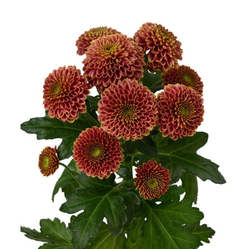 Picture of Chrysant. Santini  Doria Cherry