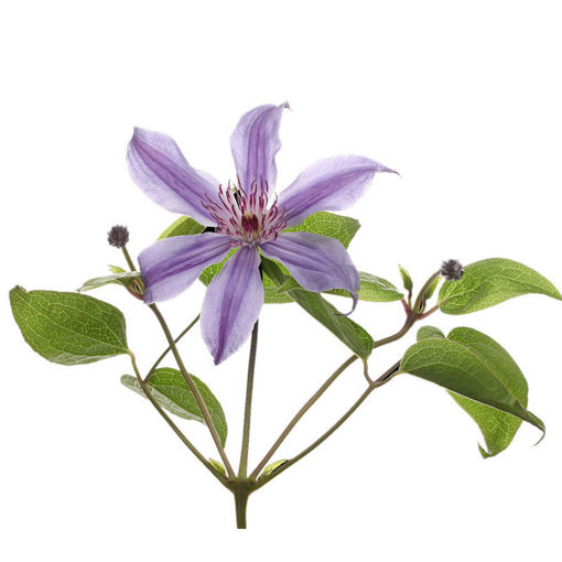 Picture of Clematis Amazing Havana