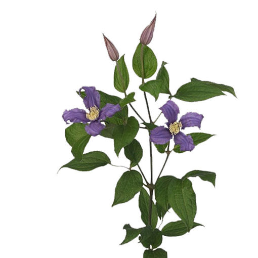 Picture of Clematis amazing Rome