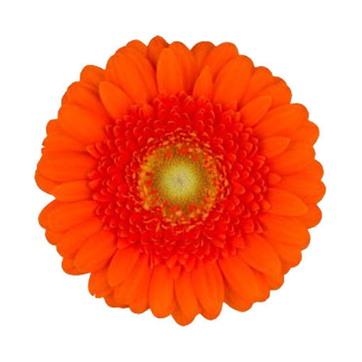 Picture of Germini Dorito