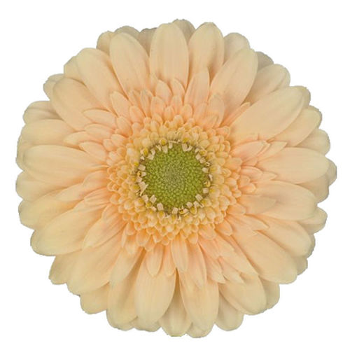 Picture of Germini Moet