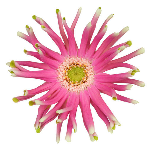 Picture of Gerbera Pastini Venizia