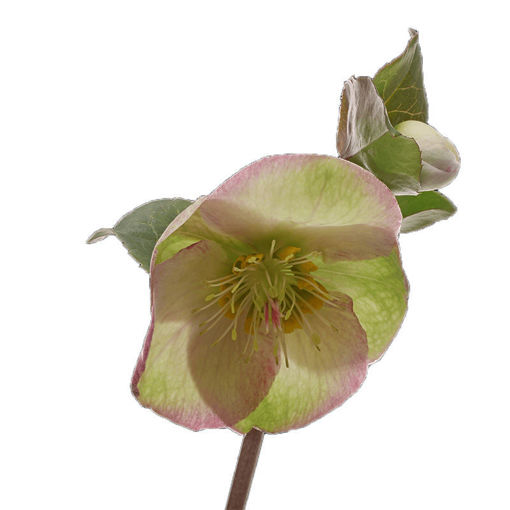 Picture of Helleborus Glenda's Gloss