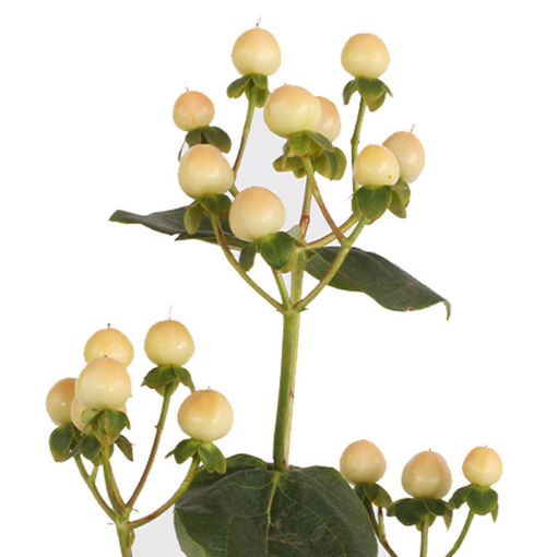 Picture of Hypericum Coco Gelato