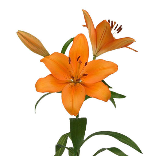 Picture of Lillium LA Ceasars Palace