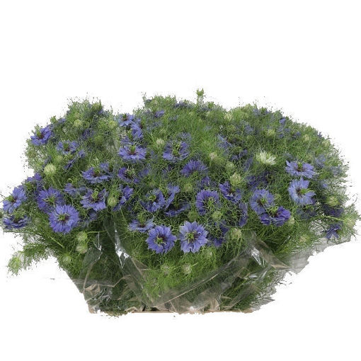 Picture of Nigella Purple Rain