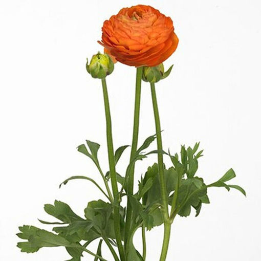 Picture of Ranunculus Aazur Orange