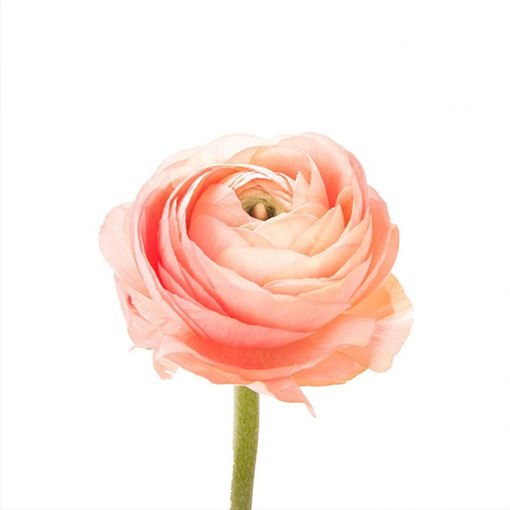 Picture of Ranunculus Aazur Salmon
