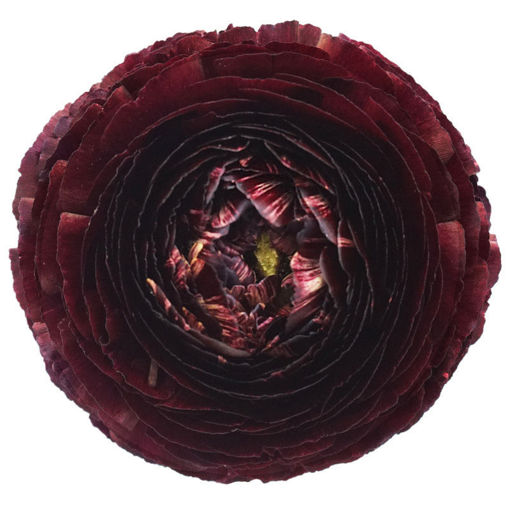Picture of Ranunculus Clooney Nerone