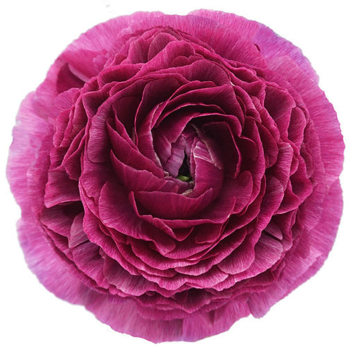 Picture of Ranunculus Clooney Violet Renoir