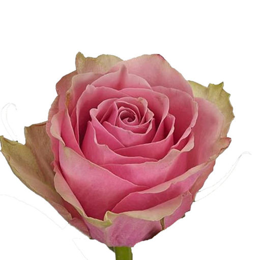 Picture of Rose Athena Royale