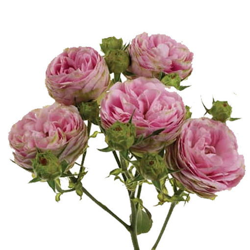 Picture of Rose Garden Spray Pink Lace