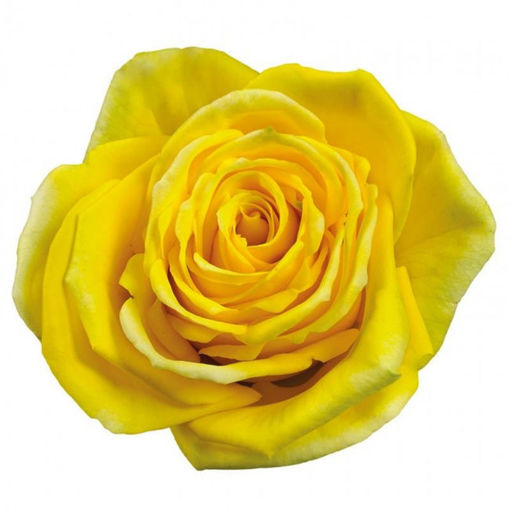 Picture of Rose Limelight
