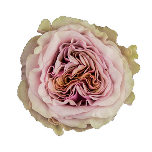 Picture of Rose Garden Mabella