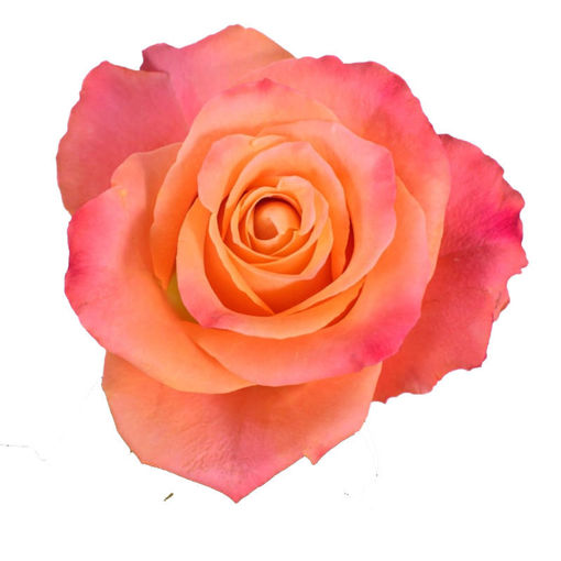 Picture of Rose Mariyo