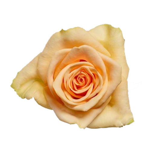 Picture of Rose Prima Donna