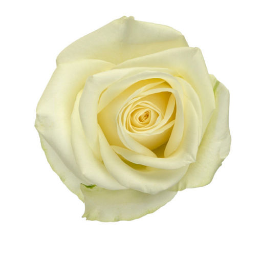 Picture of Rose Snowstorm