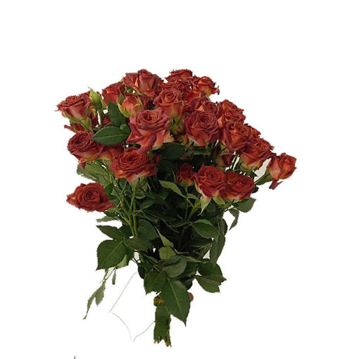 Picture of Rose Spray Chocolate Bubbles