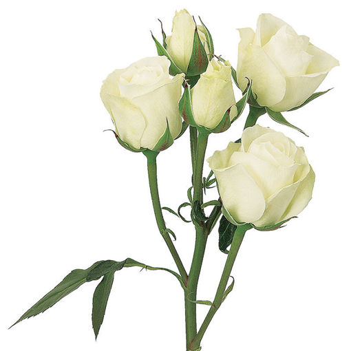 Picture of Rose Spray Viviane