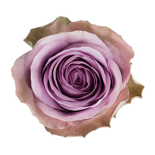Picture of Rose Tiara