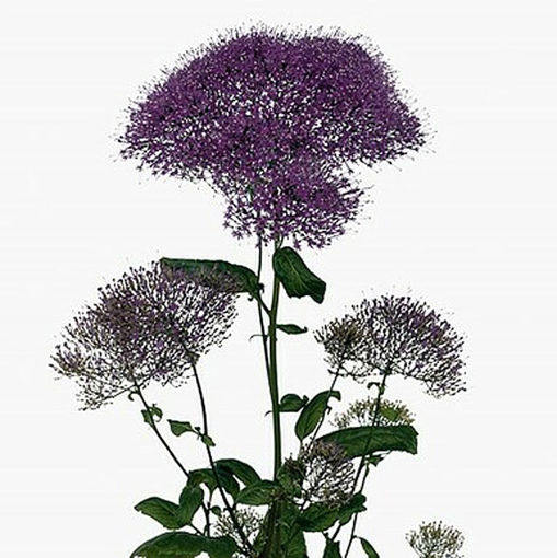 Picture of Trachelium Michigan Purple