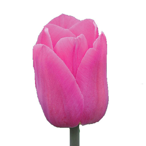 Picture of Tulip Barcelona